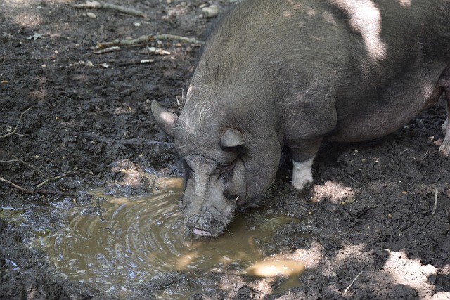 年宣布退役 年宣布退役